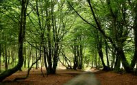 Forêt du mont beuvray