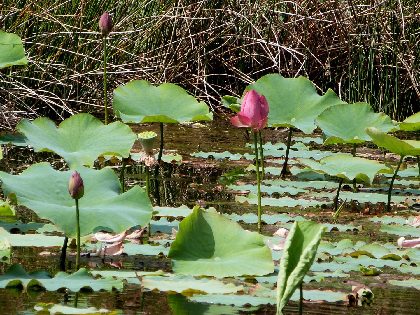 Lotus 