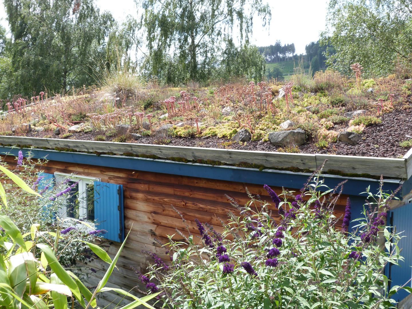 Toiture vegetalisée du chalet pervenche